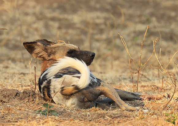 South Luangwa National Park