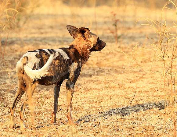 South Luangwa National Park