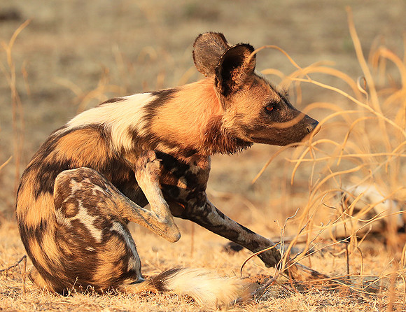South Luangwa National Park