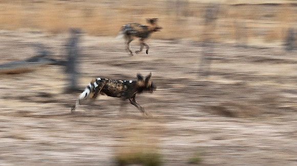 Wild dogs - Lower Zambesi NP