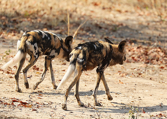 South Luangwa National Park