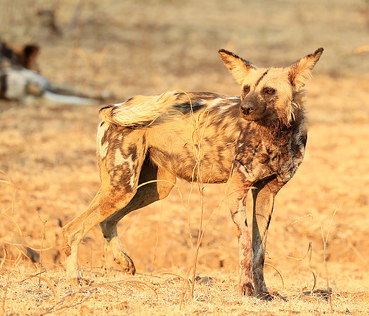 South Luangwa National Park
