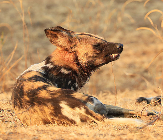 South Luangwa National Park