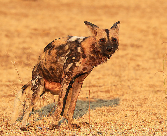 South Luangwa National Park