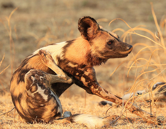South Luangwa National Park