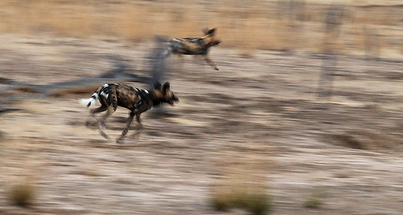 Wild dogs - Lower Zambesi NP