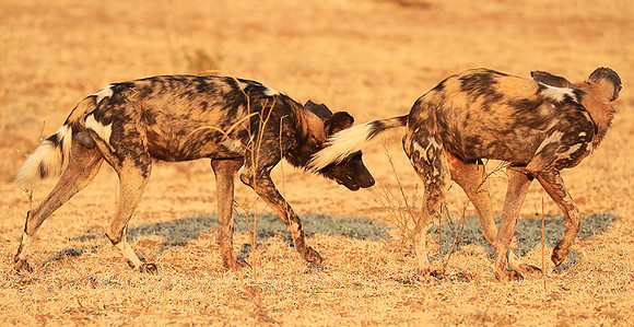South Luangwa National Park