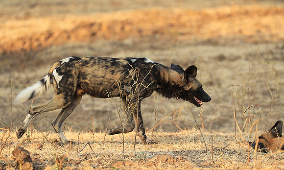 South Luangwa National Park