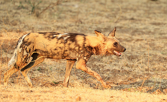 South Luangwa National Park