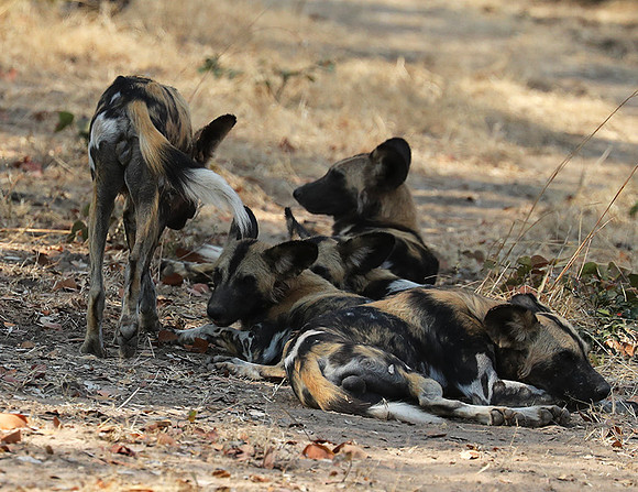 South Luangwa National Park