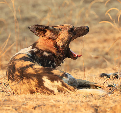 South Luangwa National Park