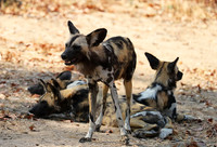 South Luangwa National Park