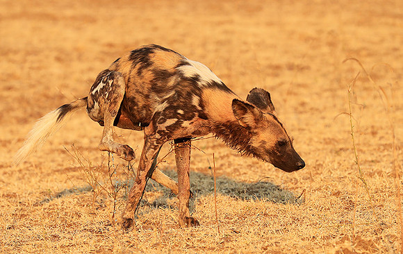 South Luangwa National Park