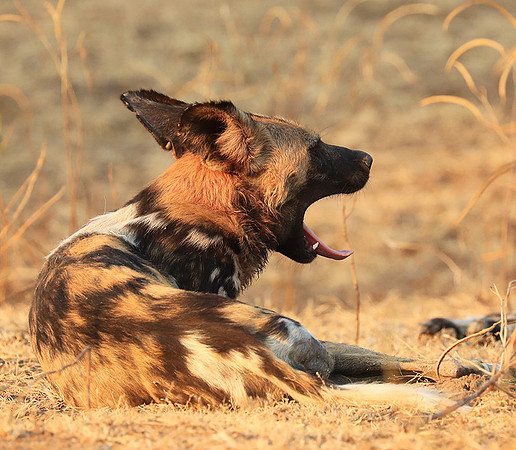 South Luangwa National Park
