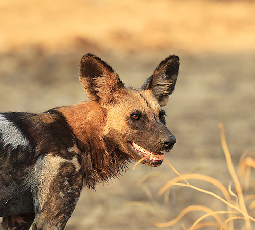 South Luangwa National Park