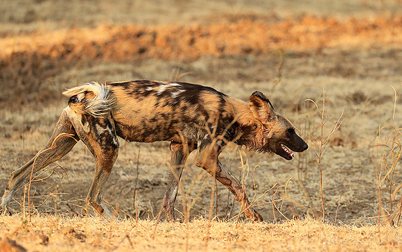 South Luangwa National Park