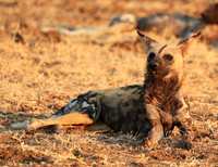 South Luangwa National Park