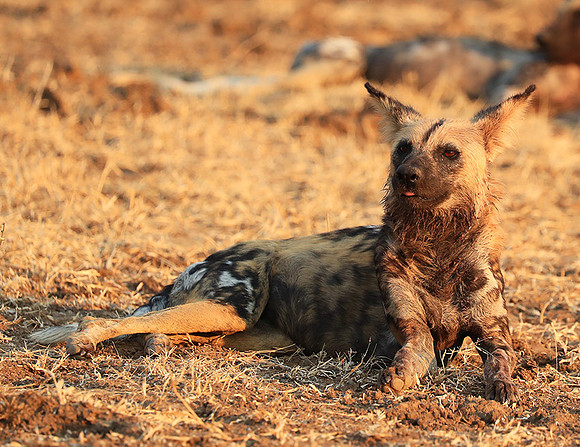 South Luangwa National Park