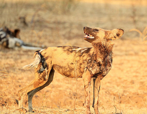 South Luangwa National Park