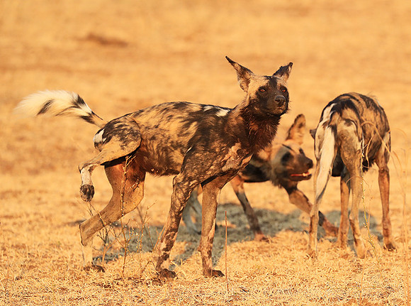 South Luangwa National Park