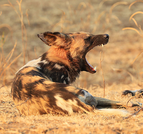 South Luangwa National Park