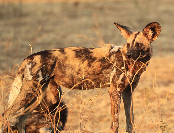 South Luangwa National Park