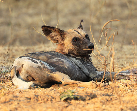 South Luangwa National Park