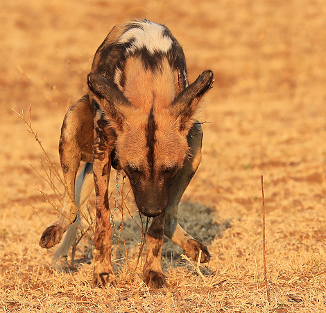South Luangwa National Park