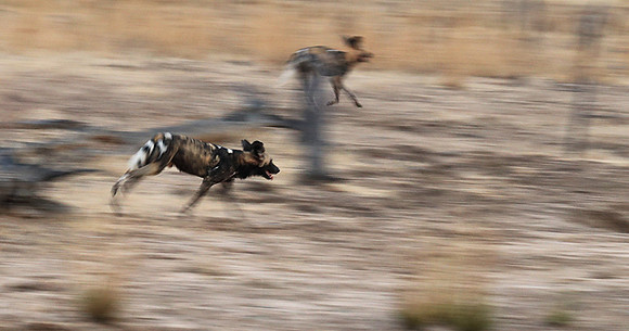 Wild dogs - Lower Zambesi NP