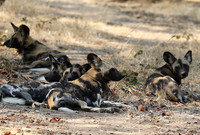South Luangwa National Park