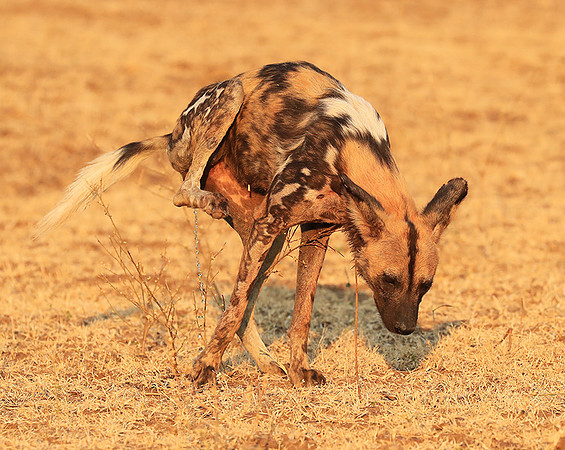 South Luangwa National Park