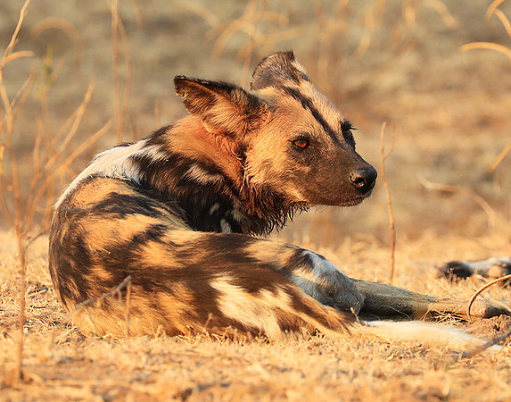 South Luangwa National Park