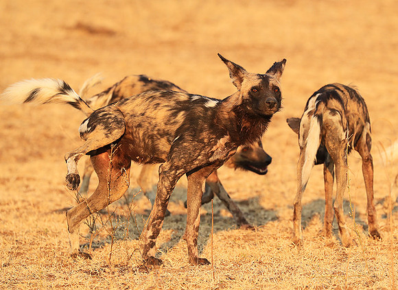 South Luangwa National Park
