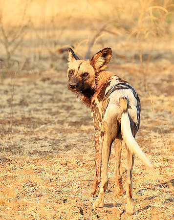 South Luangwa National Park