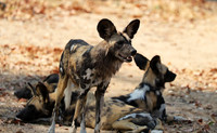 South Luangwa National Park