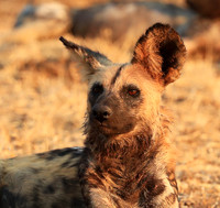 South Luangwa National Park