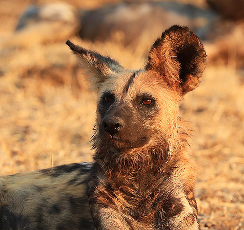 South Luangwa National Park