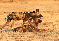South Luangwa National Park