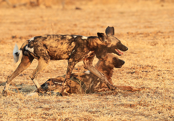 South Luangwa National Park