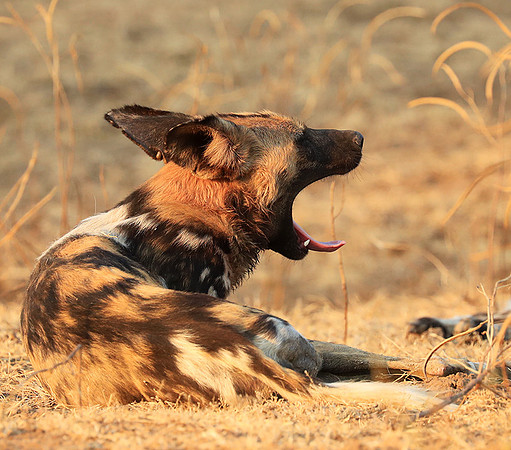 South Luangwa National Park