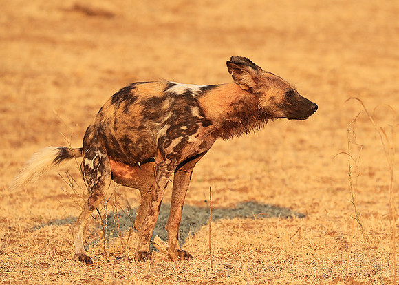 South Luangwa National Park
