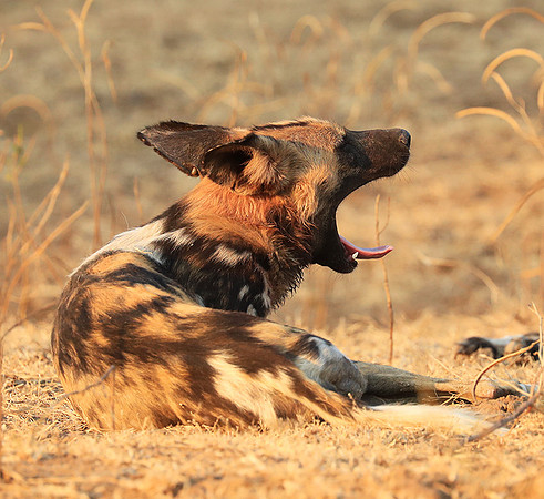 South Luangwa National Park