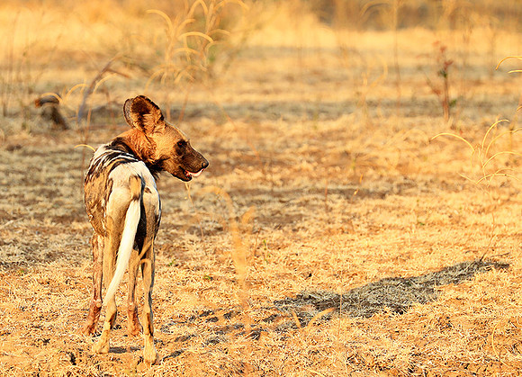 South Luangwa National Park