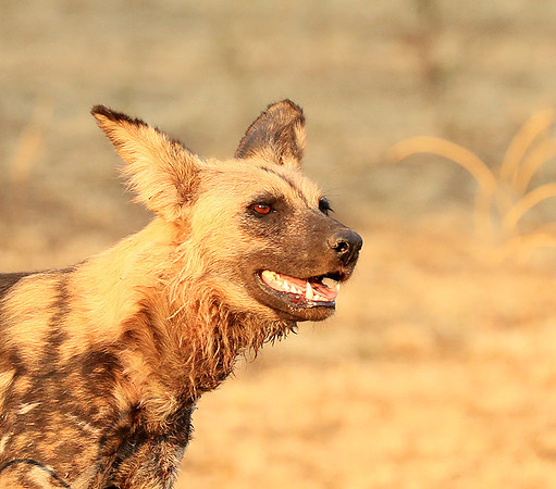 South Luangwa National Park