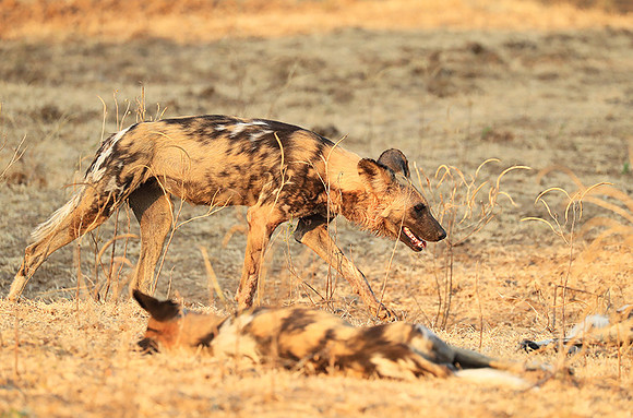 South Luangwa National Park