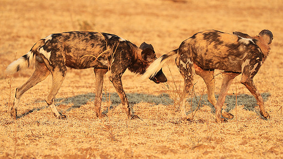 South Luangwa National Park