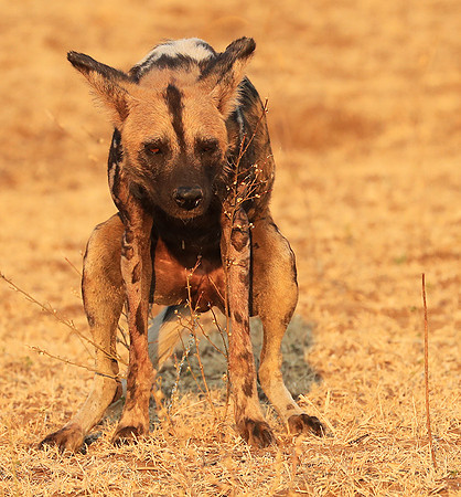 South Luangwa National Park