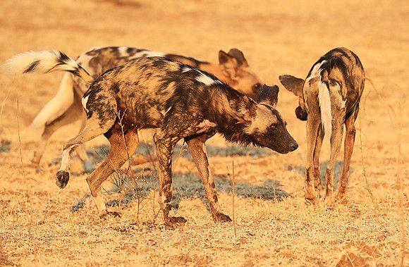 South Luangwa National Park
