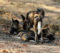 South Luangwa National Park