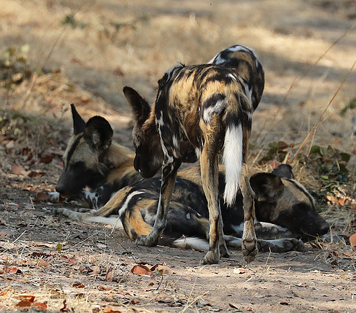 South Luangwa National Park